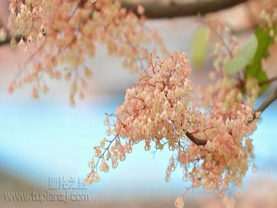 《水蜜桃的滋味》美国